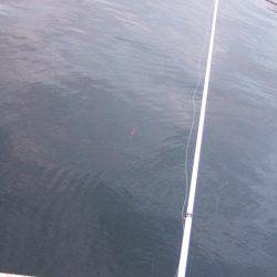 タチウオからのイワシへのリレー釣り