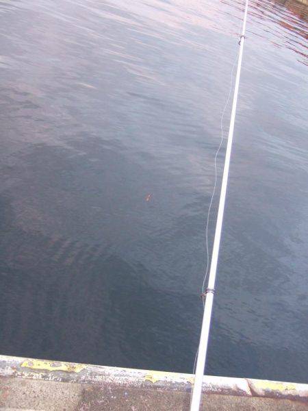 タチウオからのイワシへのリレー釣り