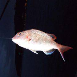 釣り旅行　１日目　５種目達成！