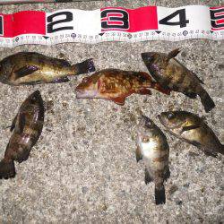 半夜でエビ撒き釣りのメバル調査