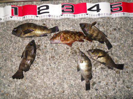 半夜でエビ撒き釣りのメバル調査