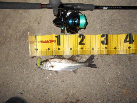 アフターシーバス?ゲット