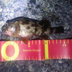 エビまきで根魚パラダイス！