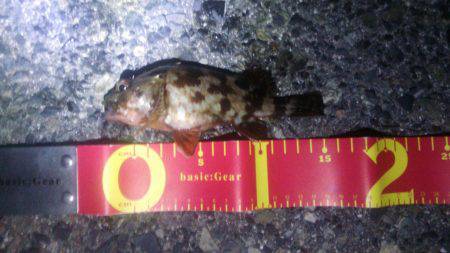 エビまきで根魚パラダイス！