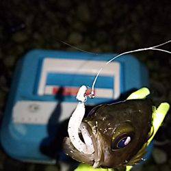 大きいメバルはお留守番です