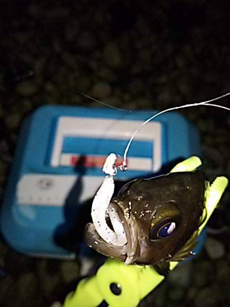 大きいメバルはお留守番です