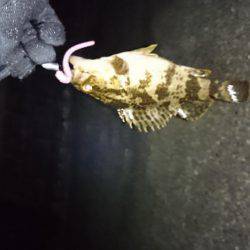 ガシリング2017年1月23日