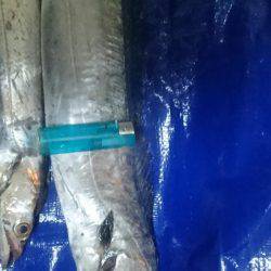 ワインドまだまだっ