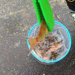 楽しかったです