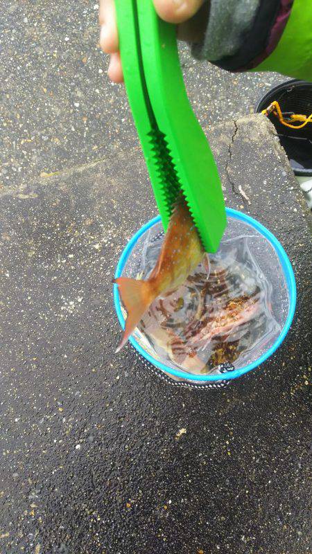 楽しかったです