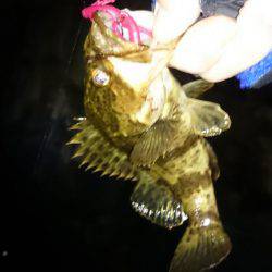 尺タケノコメバル！