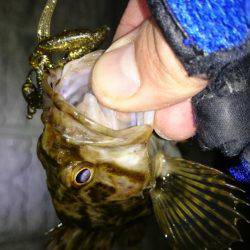 南芦屋浜タケノコメバルガシラ9匹！