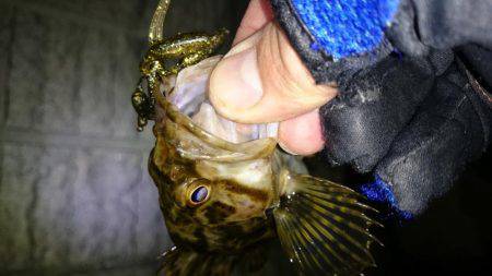 南芦屋浜タケノコメバルガシラ9匹！