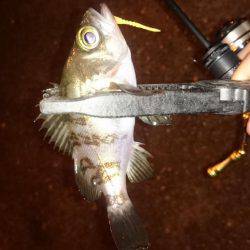 アジング釣行記