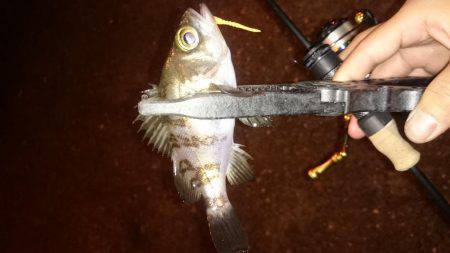 アジング釣行記