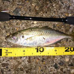 久しぶりのアジ❗❗