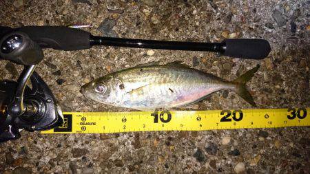 久しぶりのアジ❗❗