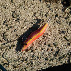 明けましておめでとうございます