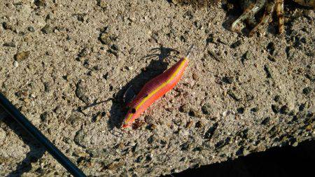 明けましておめでとうございます