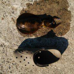 新年早々の投稿