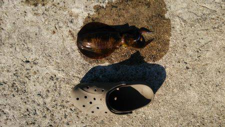 新年早々の投稿