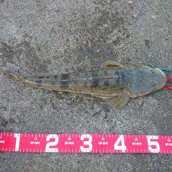 フラットフィッシュ