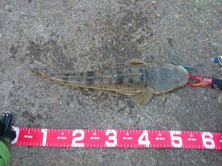 フラットフィッシュ