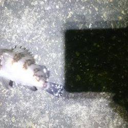 極寒メバリング