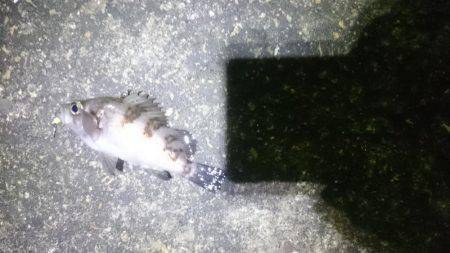 極寒メバリング