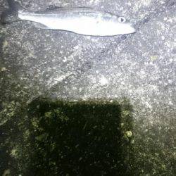 渋かったです。