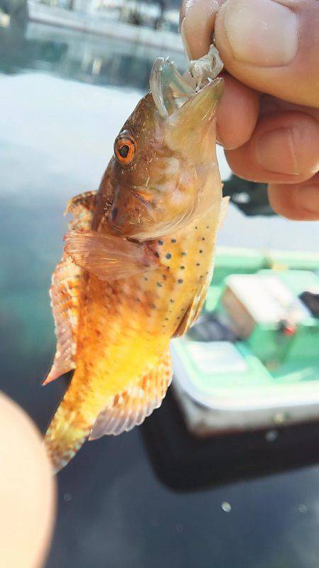 今年もガシラは付き合いがいい