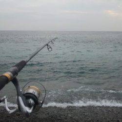 初めてのマダイ