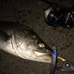 アジのちシーバスたまにメバル
