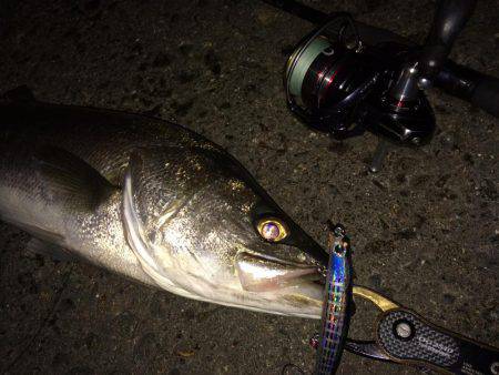 アジのちシーバスたまにメバル