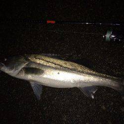 ナイトシーバス