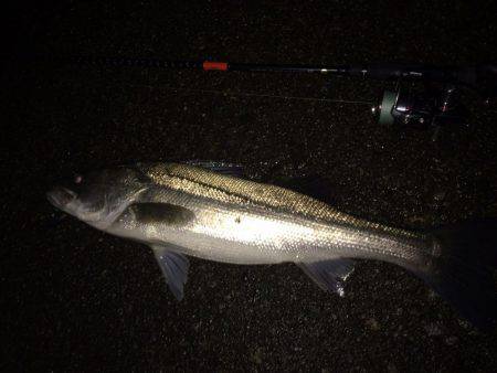 ナイトシーバス