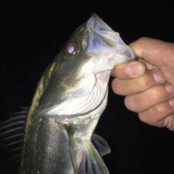 ショアジギ出来ないから….