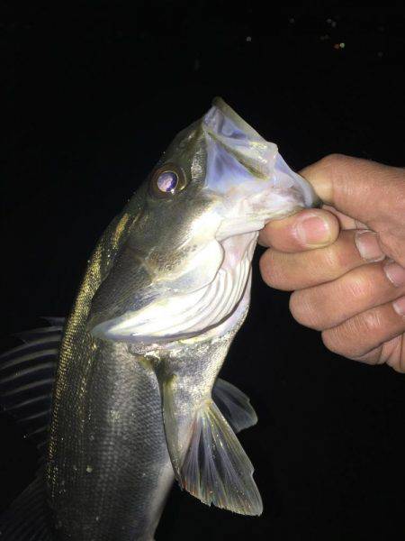 ショアジギ出来ないから….