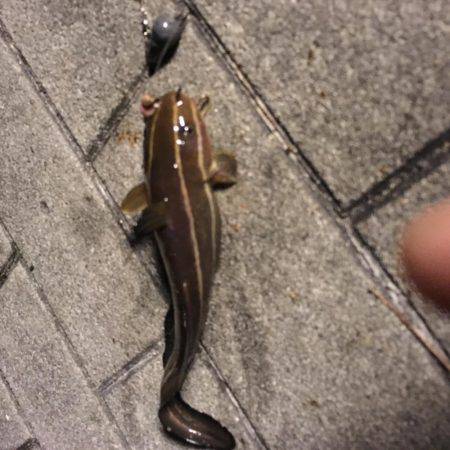 落とし込み釣り