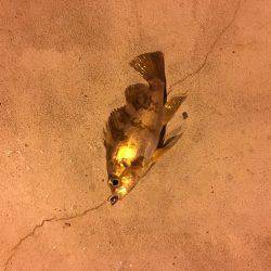 初釣りメバリング