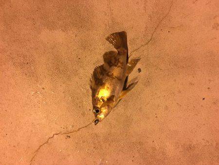 初釣りメバリング