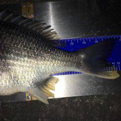 爆風でもナイトチヌゲーム