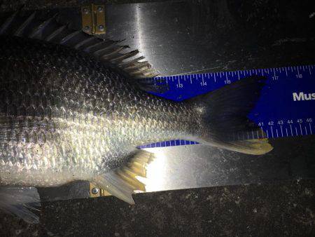 爆風でもナイトチヌゲーム