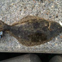 初釣りで、初めてのヒラメget!