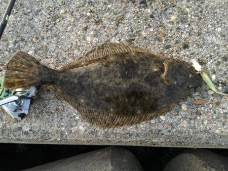 初釣りで、初めてのヒラメget!