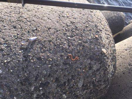 意地の2匹Getだぜ！