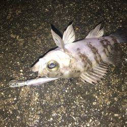 シャッドにメバル