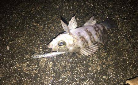 シャッドにメバル