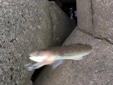 フラットフィッシュ