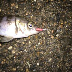 アジとメバルとガシラと